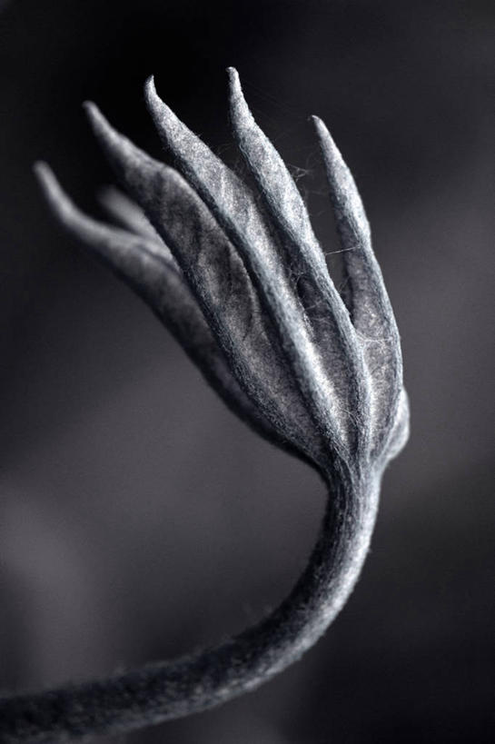 无人,竖图,黑白,室外,特写,白天,美景,叶子,景观,自然,景色,摄影,生长,显现,自然风光,发展,八角金盘,五加科,八角金盆,开端,八叶金盘