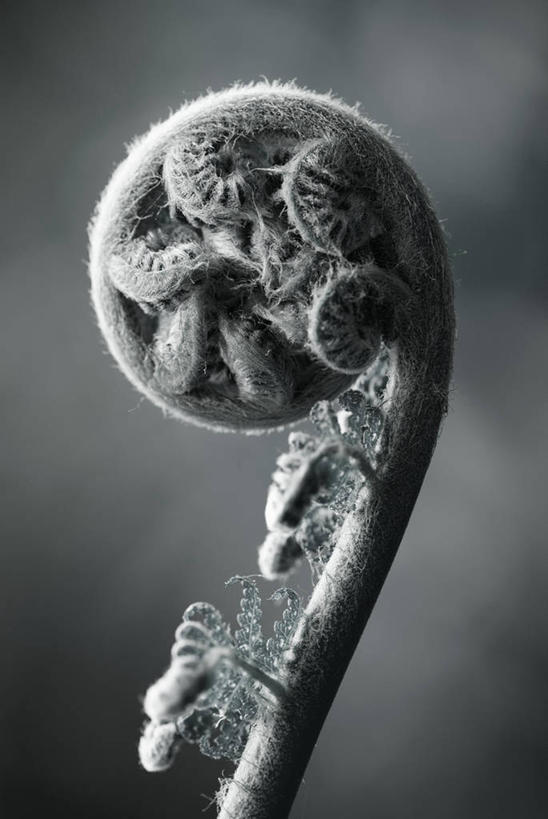 无人,竖图,室外,特写,白天,美景,叶子,景观,自然,景色,摄影,清新,显现,自然风光,发展,螺线,复叶,开端,彩图