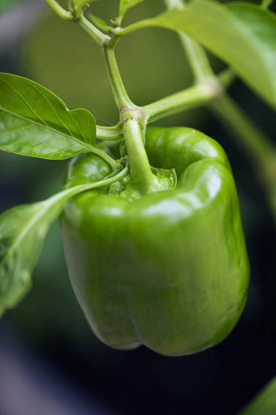 无人,竖图,室外,特写,白天,美景,蔬菜,景观,青椒,饮食,一个,绿色,自然,景色,摄影,有机食品,单个,清新,自然风光,健康食物,彩图