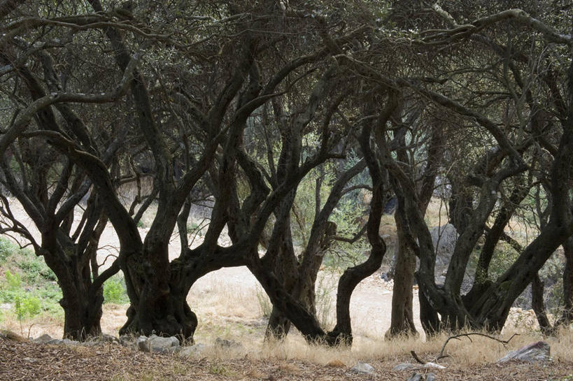 老年人,无人,横图,室外,特写,白天,美景,景观,树干,自然,景色,摄影,自然风光,科孚,彩图,油橄榄树