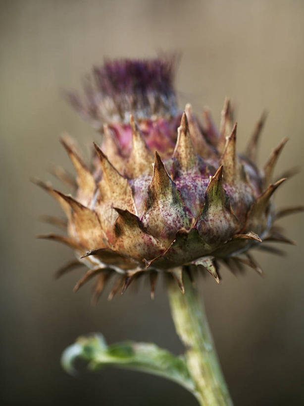 无人,竖图,室外,特写,白天,美景,盛开,景观,花蕾,饮食,花,花瓣,花朵,鲜花,一朵,自然,花苞,花蕊,蓟,景色,摄影,褪色,锋利,尖锐,荆棘,自然风光,彩图