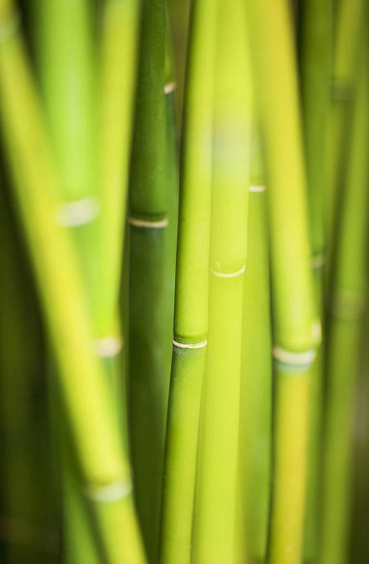 无人,竖图,室外,特写,白天,美景,景观,茎,绿色,自然,景色,摄影,清新,自然风光,柔焦,竹,彩图