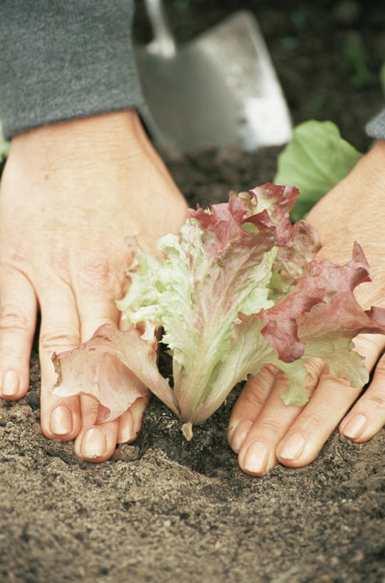 手,一个人,竖图,室外,特写,白天,植物,种植,园艺,莴苣,饮食,自然,人体,摄影,生长,清新,健康食物,休闲活动,彩图