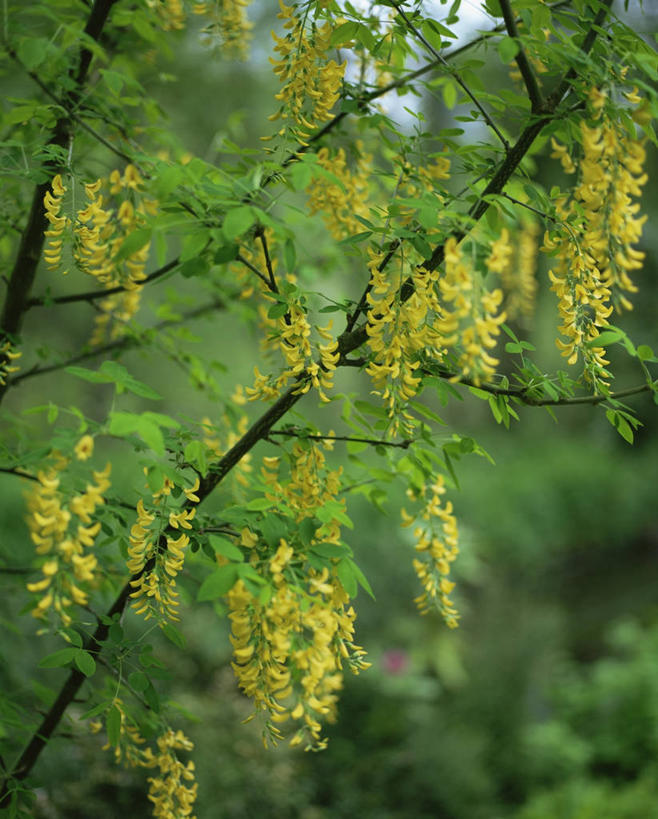 无人,竖图,室外,特写,白天,美景,植物,景观,饮食,花,黄色,自然,景色,摄影,自然风光,金链花,彩图