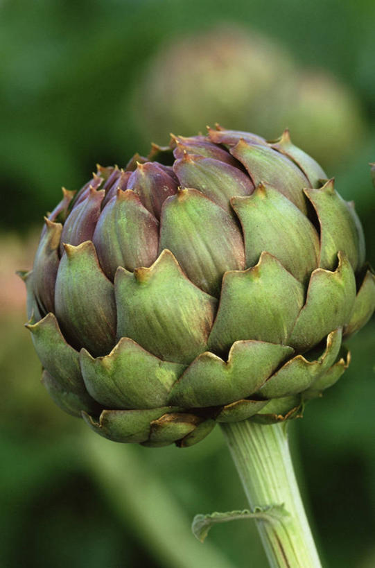 无人,竖图,室外,特写,白天,美景,植物,蔬菜,景观,朝鲜蓟,花蕾,饮食,自然,景色,摄影,清新,自然风光,健康食物,彩图