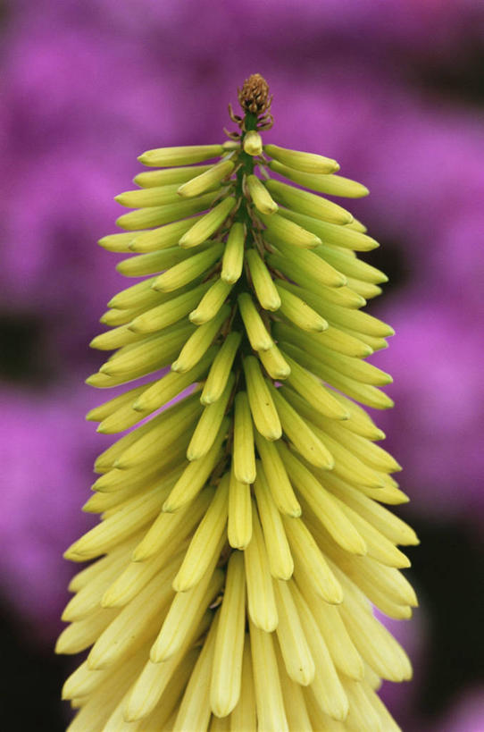 无人,竖图,室外,特写,白天,热情,美景,植物,盛开,景观,花蕾,花,花瓣,花朵,鲜花,一朵,一个,黄色,自然,花苞,花蕊,景色,摄影,单个,自然风光,思念,火把莲,火炬百合,火炬花,彩图,剑叶兰