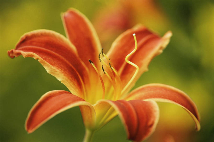 无人,横图,室外,特写,白天,美景,植物,萱草,盛开,景观,花蕾,花,花瓣,花朵,鲜花,一朵,一个,红色,自然,花苞,花蕊,景色,摄影,单个,雄蕊,自然风光,彩图