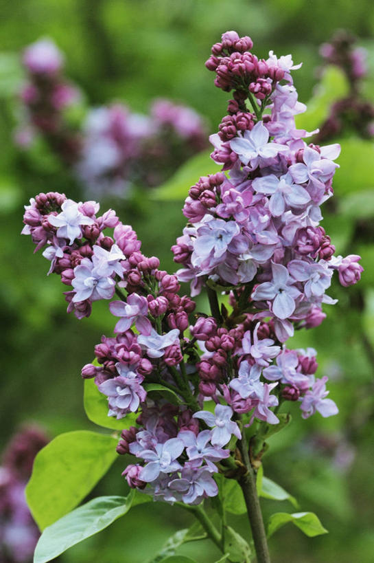 无人,竖图,室外,特写,白天,美景,植物,丁香花,景观,花,紫色,自然,春天,香水,景色,摄影,自然风光,彩图