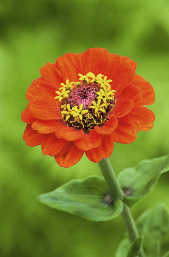 无人,竖图,室外,特写,白天,美景,植物,盛开,景观,鱼尾菊,花蕾,花,花瓣,花朵,鲜花,一朵,一个,自然,花苞,花蕊,橙色,景色,摄影,单个,自然风光,彩图