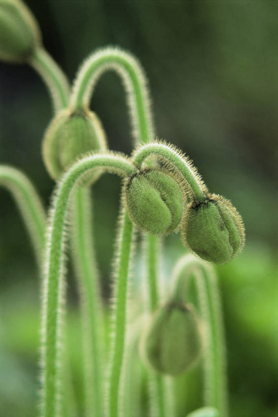 无人,竖图,室外,特写,白天,美景,植物,景观,自然,景色,摄影,清新,自然风光,柔焦,冰岛罂粟,彩图