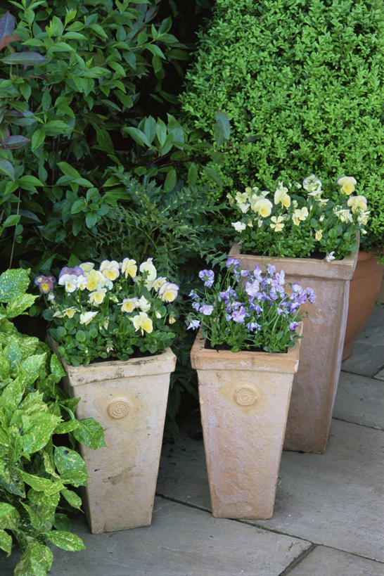 无人,竖图,室外,特写,白天,美景,植物,紫罗兰,庭院,景观,三个,绿色,自然,景色,摄影,自然风光,彩图