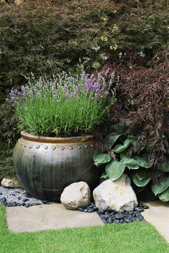 无人,竖图,室外,白天,爱情,美景,植物,花盆,景观,浪漫,花,紫色,自然,容器,香草,薰衣草,景色,摄影,草本,自然风光,呼吸,灵香草,黄香草,奇迹,彩图