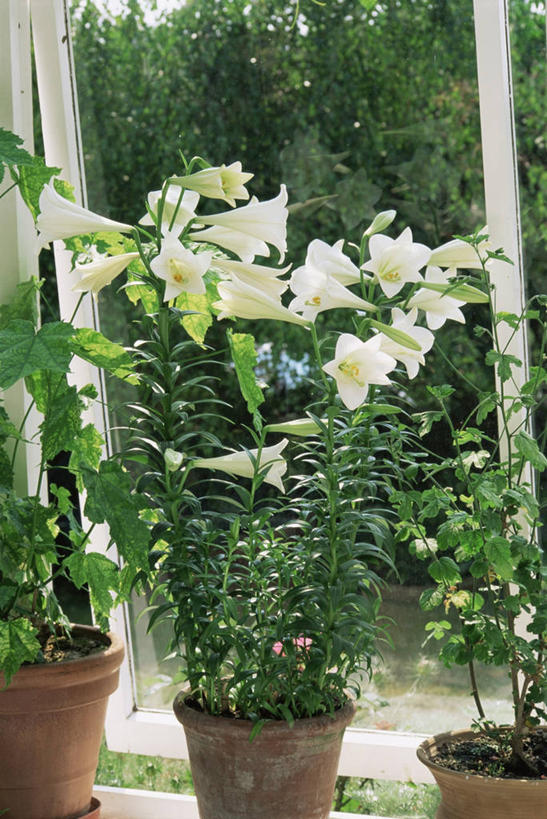 无人,竖图,室外,特写,白天,美景,植物,百合花,景观,花,白色,自然,香水,景色,摄影,自然风光,彩图