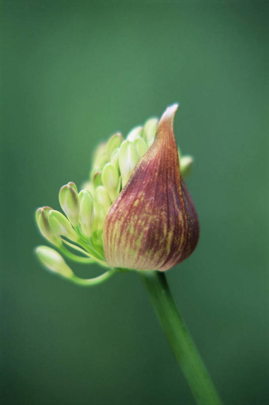 无人,竖图,室外,特写,白天,美景,植物,盛开,景观,花蕾,花,花瓣,花朵,鲜花,一朵,一个,自然,花苞,花蕊,景色,摄影,单个,非洲百合,显现,自然风光,彩图