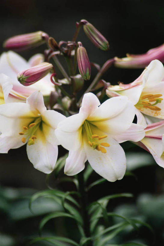 无人,竖图,室外,特写,白天,美景,植物,百合花,景观,花,白色,自然,香水,景色,摄影,自然风光,彩图