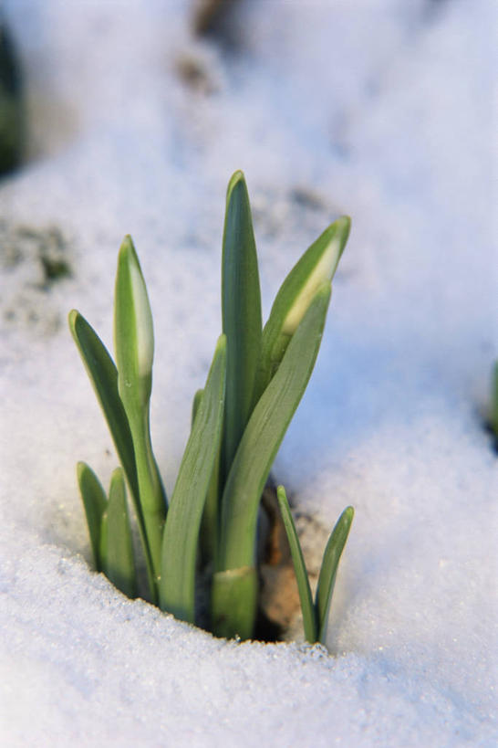 无人,竖图,室外,特写,白天,美景,雪,植物,景观,云,自然,景色,摄影,显现,自然风光,雪花莲,开端,彩图