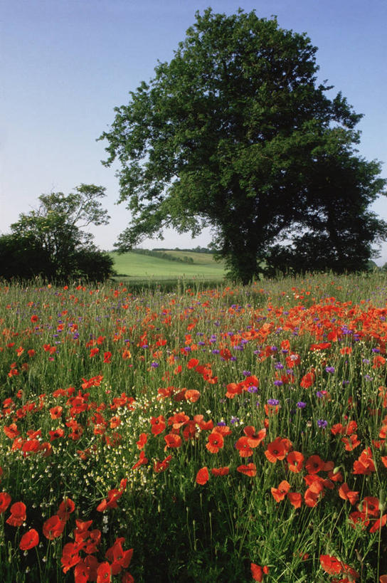 无人,竖图,室外,白天,草地,美景,植物,景观,野花,红色,自然,景色,摄影,自然风光,彩图