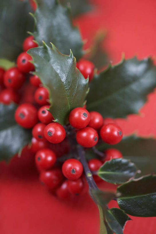 无人,竖图,室外,特写,白天,美景,浆果,圣诞节,红色背景,景观,冬青树,红色,自然,景色,摄影,自然风光,彩图