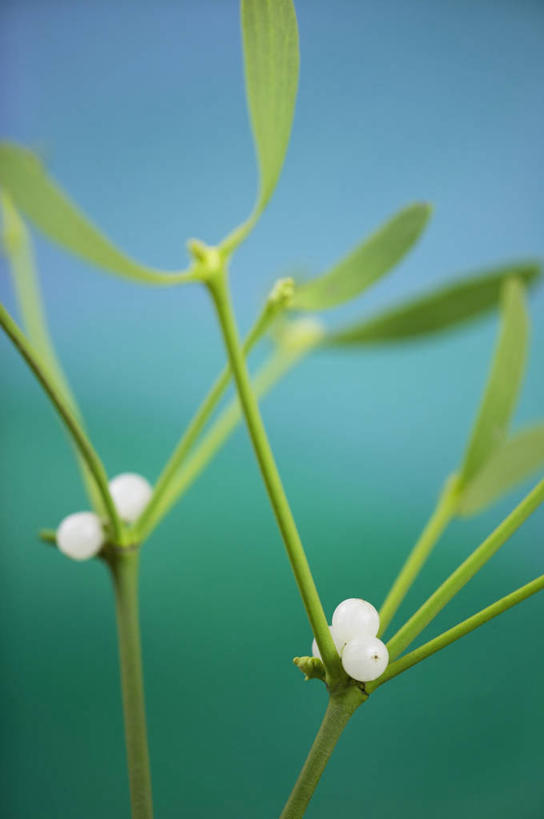 无人,竖图,室外,特写,白天,美景,水果,圣诞节,蓝色背景,景观,饮食,自然,景色,摄影,冬青,希望,生命,自然风光,槲寄生,北寄生,桑寄生,柳寄生,黄寄生,冻青,寄生子,丰饶,彩图