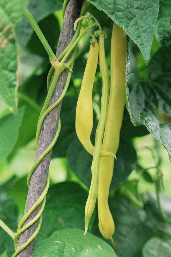 无人,竖图,室外,白天,农作物,美景,豆,蔬菜,景观,饮食,黄色,绿色,自然,景色,摄影,有机食品,自然风光,健康食物,青豆,彩图