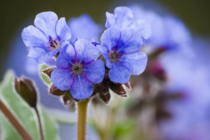 无人,横图,室外,特写,白天,美景,植物,景观,花,蓝色,自然,景色,摄影,自然风光,逆光,彩图,兜藓