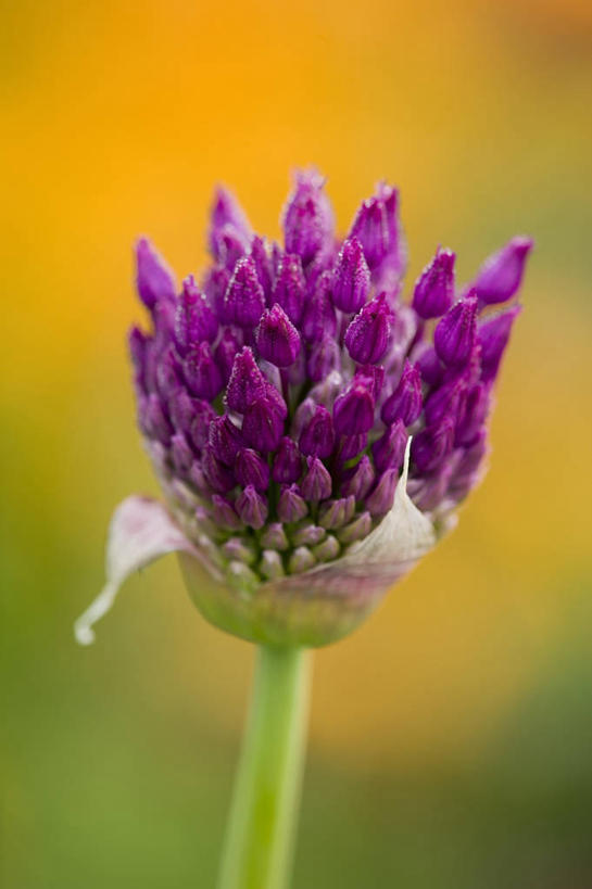 无人,竖图,室外,特写,白天,美景,开,橙色背景,盛开,景观,花蕾,花,花瓣,花朵,鲜花,一朵,紫色,自然,花苞,花蕊,打开,橙色,景色,摄影,开启,清新,自然风光,发展,开端,彩图,洋葱花