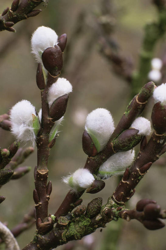 无人,竖图,室外,特写,白天,美景,植物,柳树,景观,花蕾,自然,春天,景色,摄影,自然风光,彩图,褪色柳