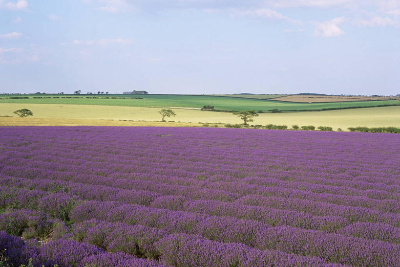 无人,横图,室外,白天,爱情,美景,植物,地形,景观,田地,浪漫,英格兰,花,紫色,自然,香草,薰衣草,景色,摄影,自然风光,呼吸,灵香草,黄香草,奇迹,彩图