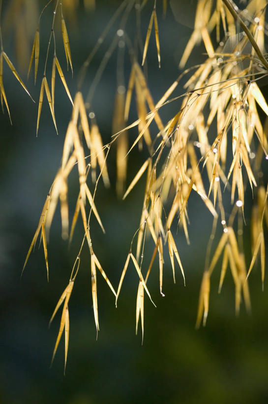 无人,竖图,室外,特写,白天,美景,景观,种子,自然,景色,摄影,自然风光,针茅,彩图