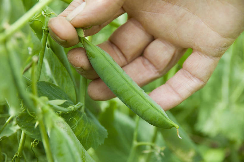 手,一个人,横图,室外,白天,采摘,美景,植物,景观,园艺,豆类,豆子,豌豆,荷兰豆,饮食,绿色,自然,景色,人体,摄影,有机食品,收获,清新,自然风光,雪豆,豆科,健康食物,寒豆,毕豆,麻累,国豆,小寒豆,麦豌豆,彩图