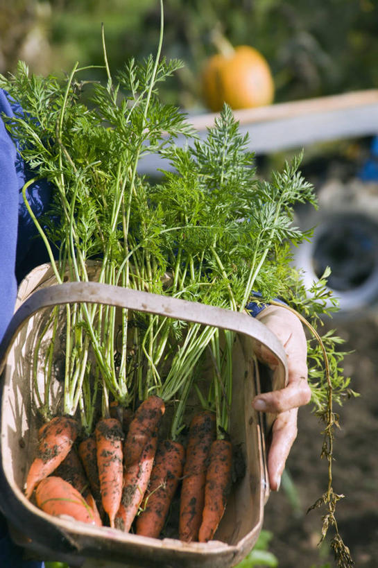 手,一个人,竖图,室外,白天,美景,植物,胡萝卜,蔬菜,景观,自然,景色,人体,摄影,有机食品,收获,自然风光,健康食物,彩图
