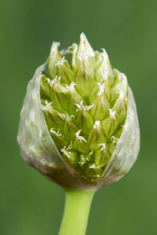 无人,竖图,室外,特写,白天,美景,植物,盛开,景观,花蕾,花,花瓣,花朵,鲜花,一朵,自然,花苞,花蕊,打开,景色,摄影,开启,清新,自然风光,开端,彩图,洋葱花