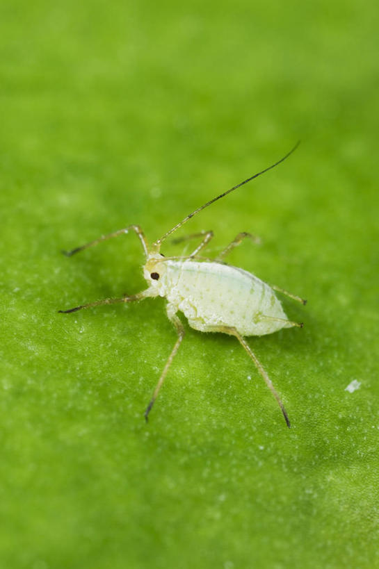 无人,竖图,室外,特写,白天,野生动物,昆虫,自然,动物,摄影,蚜虫,彩图