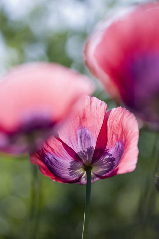 无人,竖图,室外,特写,白天,仰视,美景,植物,罂粟,透明,景观,花瓣,自然,景色,摄影,脆弱,自然风光,逆光,彩图,低角度拍摄