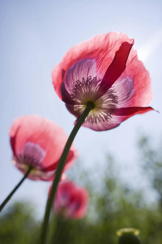 无人,竖图,室外,特写,白天,仰视,美景,植物,罂粟,透明,景观,自然,景色,摄影,脆弱,自然风光,逆光,彩图,低角度拍摄
