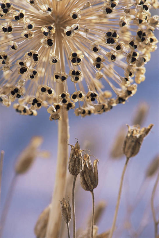 无人,竖图,室外,特写,白天,美景,景观,豆荚,自然,景色,摄影,自然风光,秋天,彩图,洋葱花
