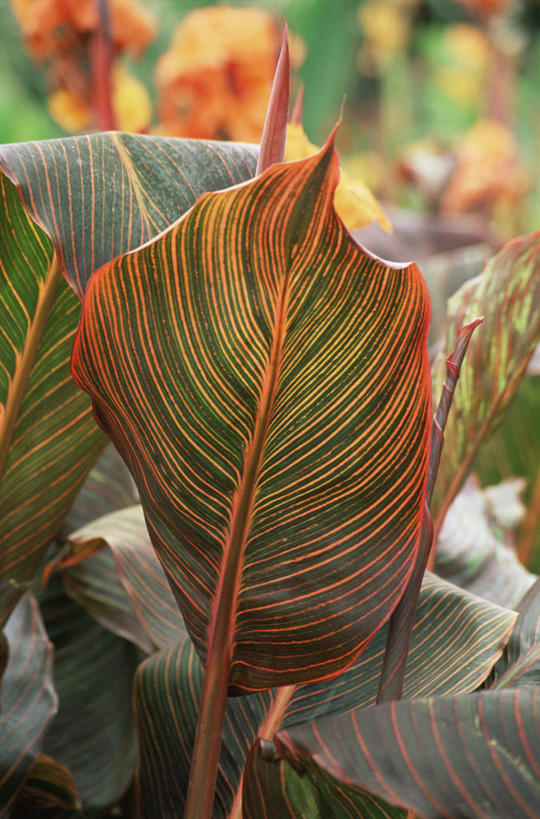 无人,竖图,室外,特写,白天,美景,植物,叶子,条纹,景观,自然,橙色,景色,摄影,热带气候,自然风光,美人蕉,兰蕉,大花美人蕉,红艳蕉,式样
