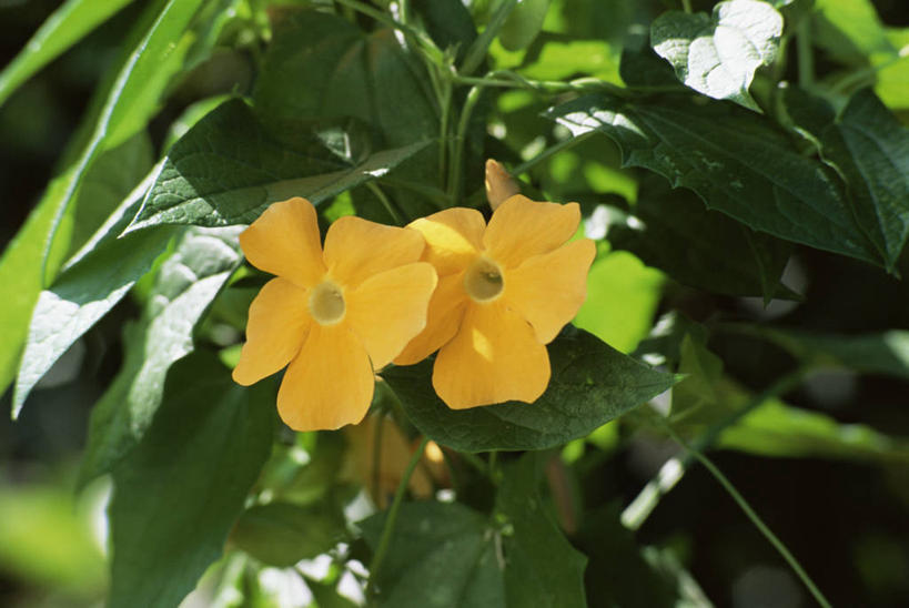 无人,攀登,横图,室外,特写,白天,美景,植物,景观,草药,药草,中药,花,花瓣,两个,黄色,自然,藤蔓,景色,摄影,自然风光,药材,中草药,藤蔓植物,中药材,本草,爵床