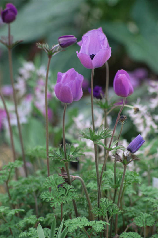无人,竖图,室外,特写,白天,美景,植物,白头翁,景观,园艺,花,粉色,紫色,自然,春天,景色,摄影,银莲花,自然风光