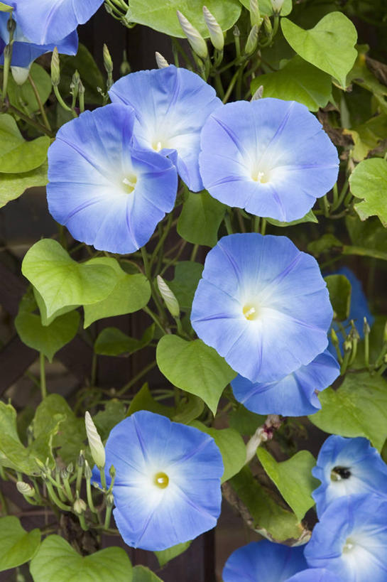 无人,攀登,竖图,室外,特写,白天,美景,植物,景观,花,自然,景色,摄影,清新,自然风光,牵牛花,番薯