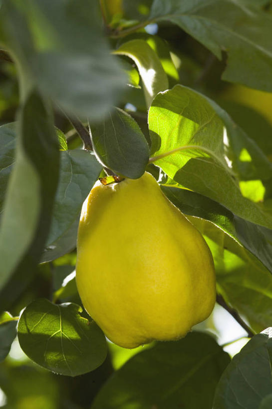 无人,竖图,室外,特写,白天,美景,植物,水果,景观,饮食,一个,黄色,自然,景色,摄影,单个,清新,自然风光,温柏,秋天