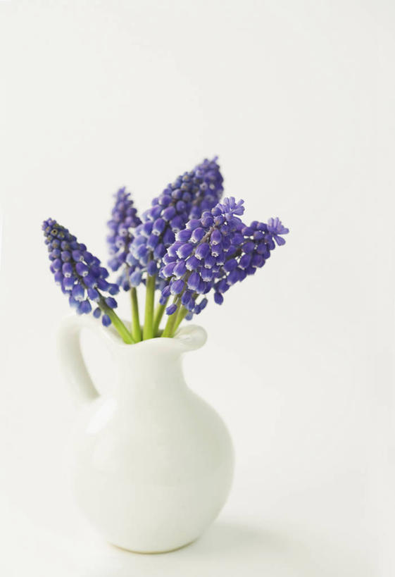 无人,竖图,特写,白色背景,美景,植物,景观,水壶,花,一个,紫色,自然,花束,春天,景色,摄影,影棚,单个,清新,自然风光,摄影棚,葡萄风信子,影棚拍摄,拍摄