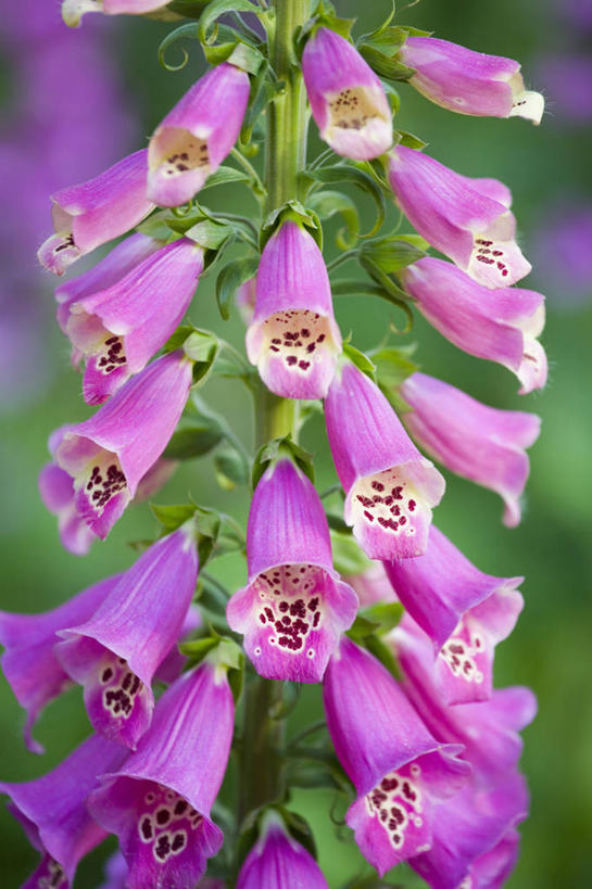 无人,竖图,室外,特写,白天,美景,植物,景观,花,粉色,自然,景色,摄影,毛地黄,清新,自然风光