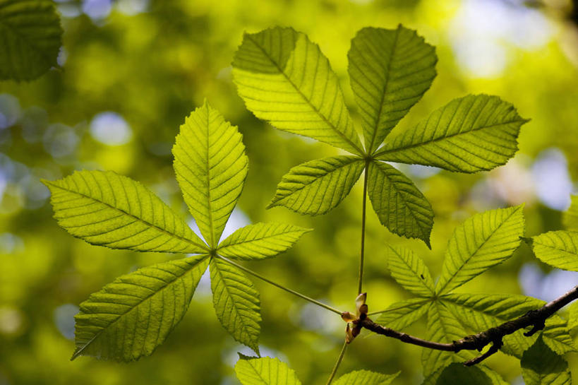 无人,横图,室外,特写,白天,美景,植物,叶子,景观,树,绿色,自然,景色,摄影,生长,清新,自然风光,七叶树,开端