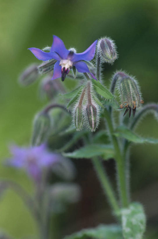无人,竖图,室外,特写,白天,美景,植物,景观,花蕾,饮食,花,蓝色,紫色,自然,景色,摄影,草本,清新,自然风光,琉璃苣