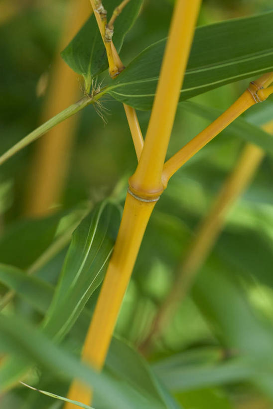 无人,竖图,室外,特写,白天,美景,植物,景观,茎,黄色,自然,景色,摄影,生长,清新,自然风光,竹
