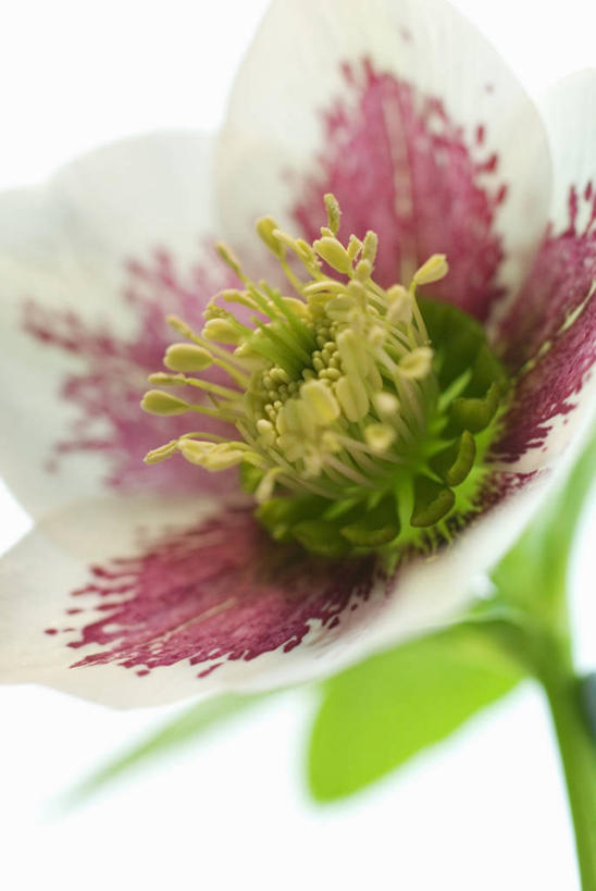 无人,竖图,室外,特写,白天,美景,植物,景观,标记,花,花瓣,自然,景色,摄影,生长,雄蕊,清新,自然风光,菟葵,式样