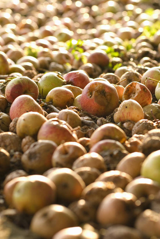 无人,竖图,室外,特写,白天,植物,苹果,水果,饮食,自然,摄影,落下,腐烂