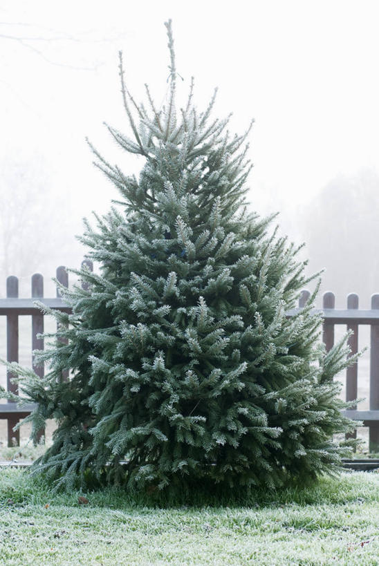 无人,竖图,室外,特写,白天,美景,植物,圣诞节,景观,圣诞树,霜,自然,景色,摄影,生长,自然风光,云杉,针叶树,挪威云杉