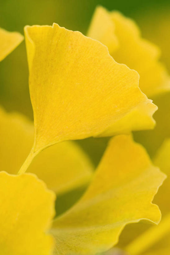 无人,竖图,室外,特写,白天,美景,植物,银杏树,叶子,药,景观,黄色,自然,景色,摄影,清新,自然风光,秋天